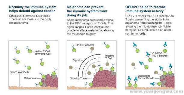 PD-1对抗肿瘤细胞演示图
