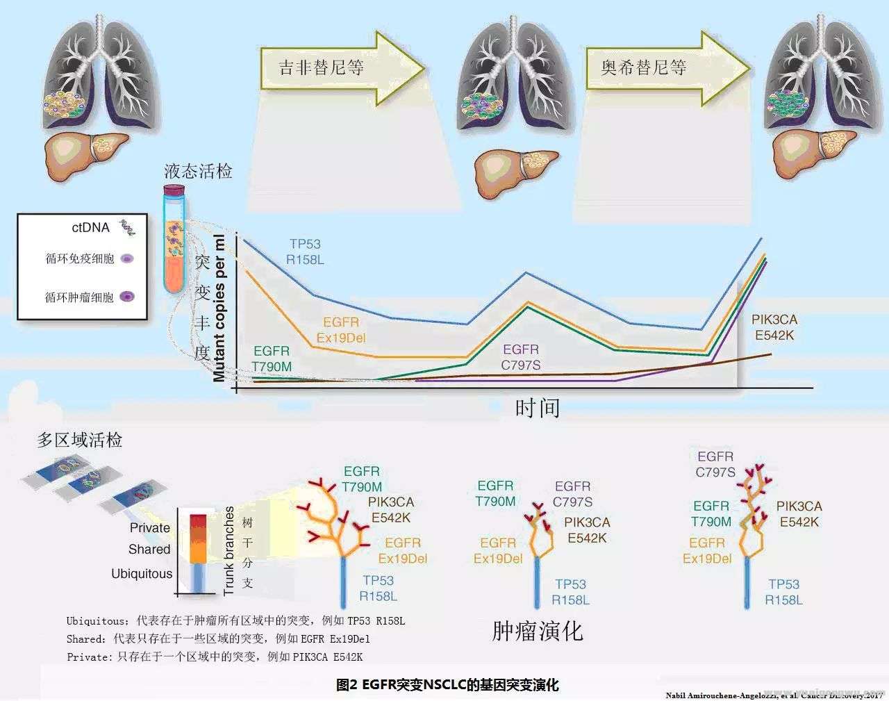 NSCLC的PIK3CA突变2.jpg